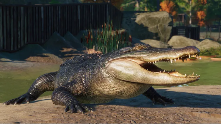 American Alligator, Planet Zoo Wiki